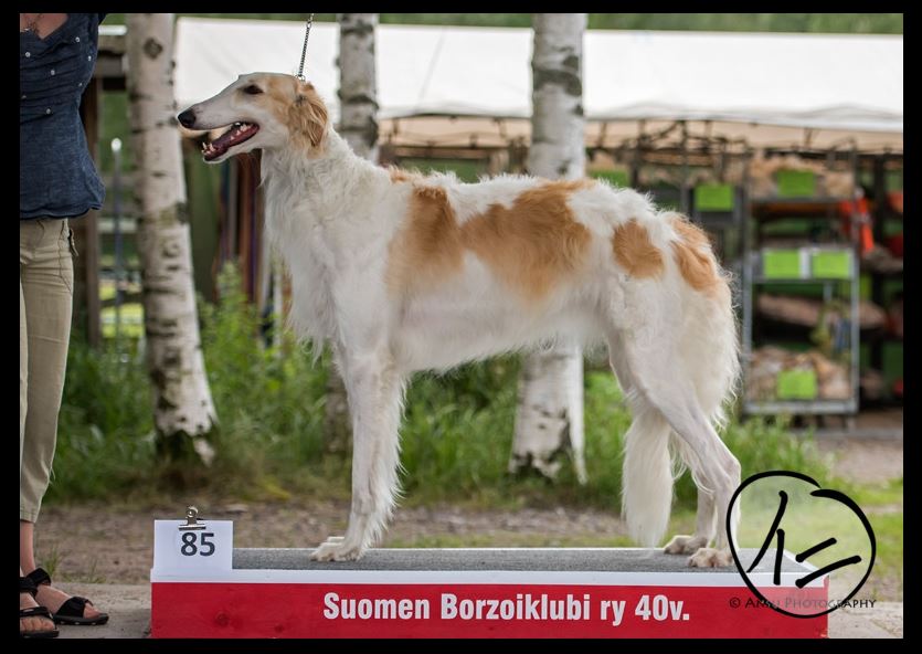 Isa (Borzoi) – DUNDARROCH